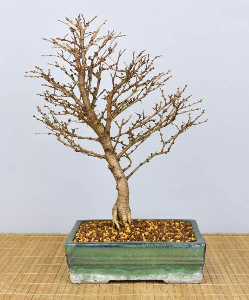 Bonsai Outdoor, Japanische Lärche (Larix kaempferi)